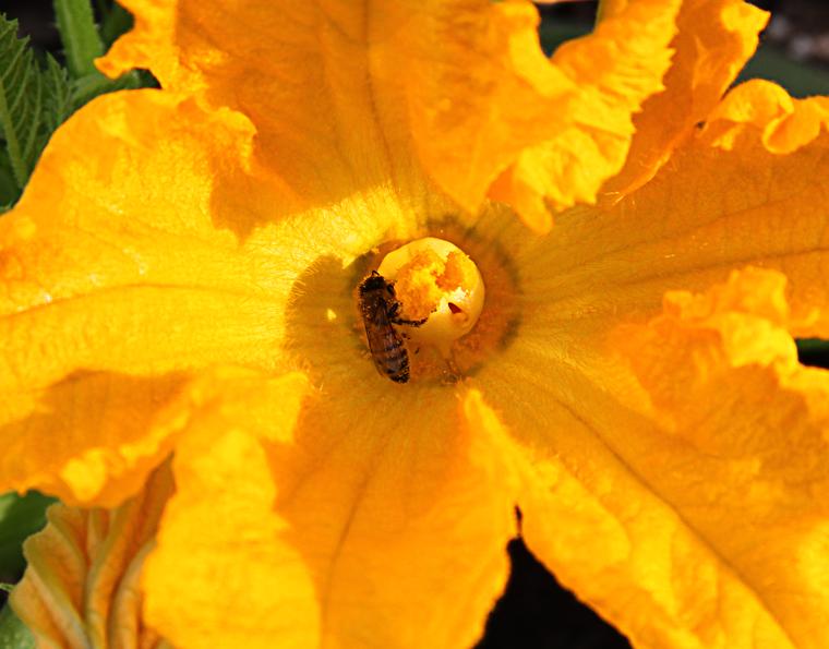 Squash Blossom Honey photo
